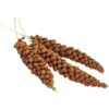 Senegalské proso v klasu 100 g – AVICENTRA